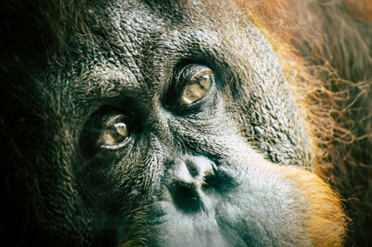 An orangutan, an endangered species affected by palm oil deforestation